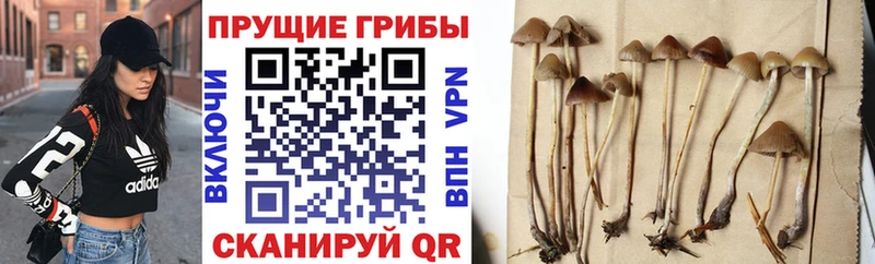 Галлюциногенные грибы MAGIC MUSHROOMS  где продают   Воскресенск 